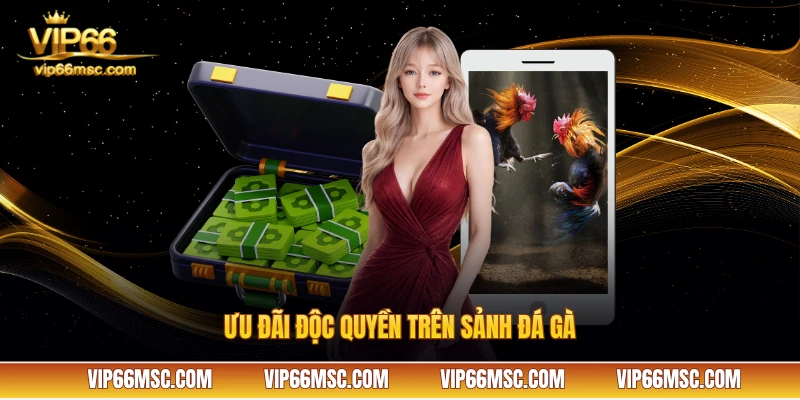 Ưu đãi độc quyền trên sảnh đá gà