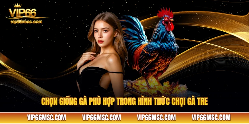 Chọn giống gà phù hợp trong hình thức chọi gà tre